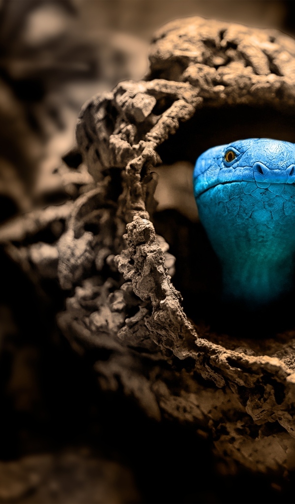 Голубая змея прячется в коряге