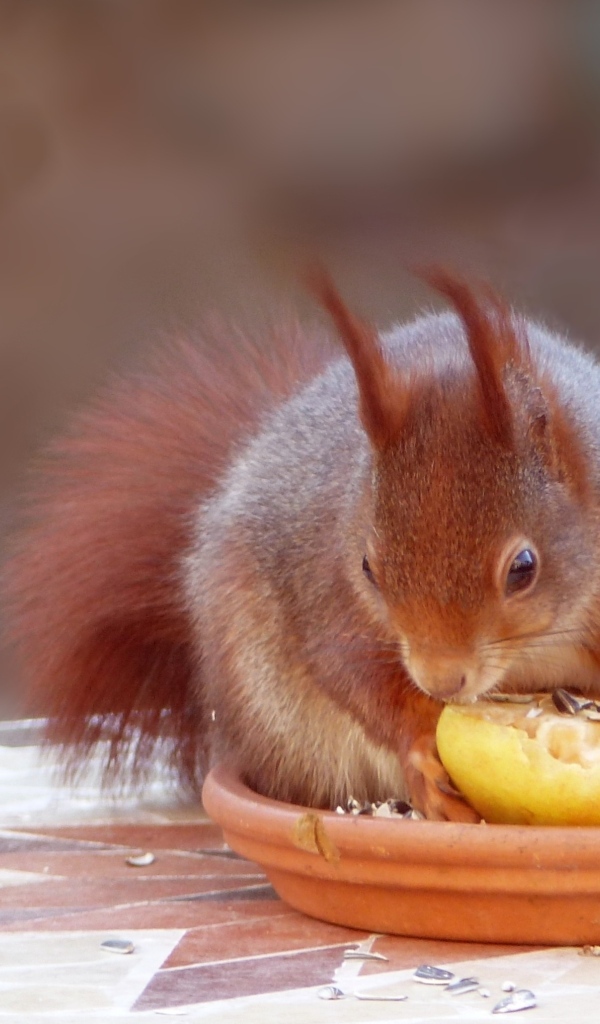 Красивая рыжая белка лакомится фруктом