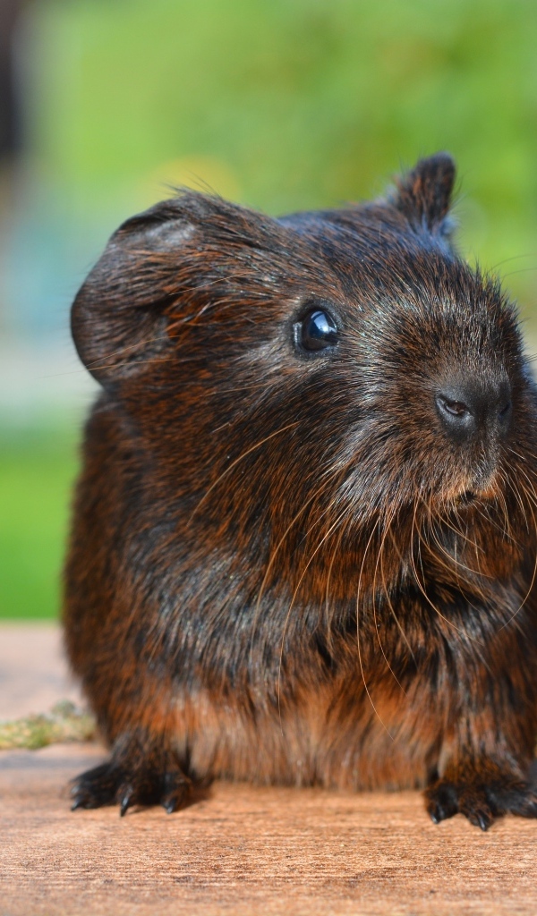 Черная морская свинка с шишкой