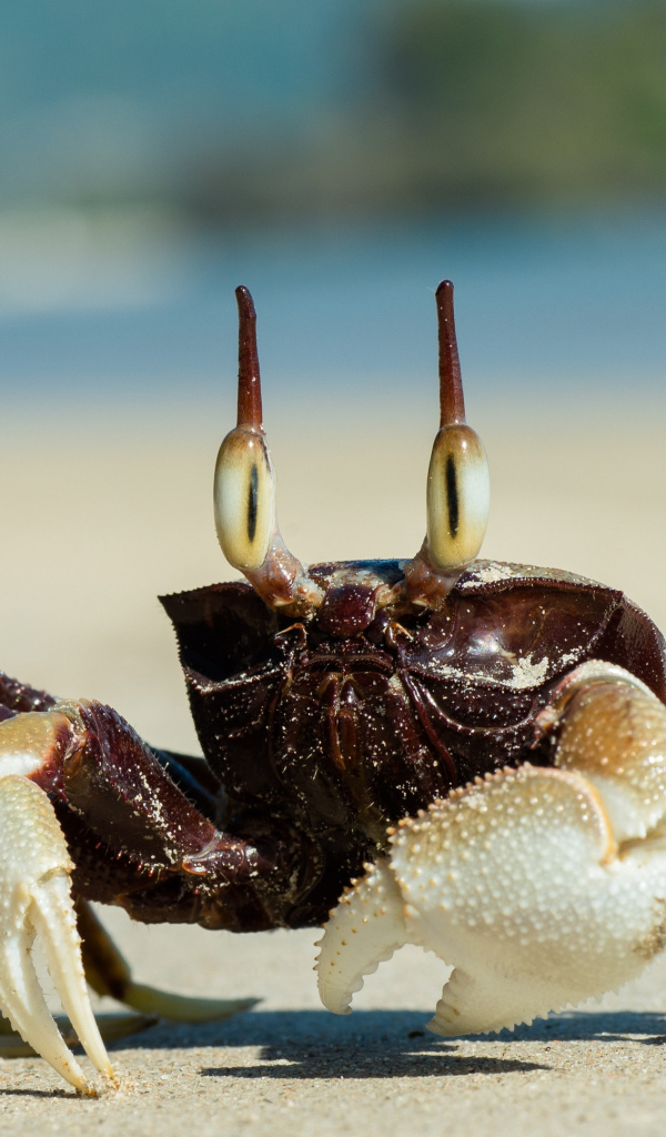 Большой глазастый краб ползет по песку 