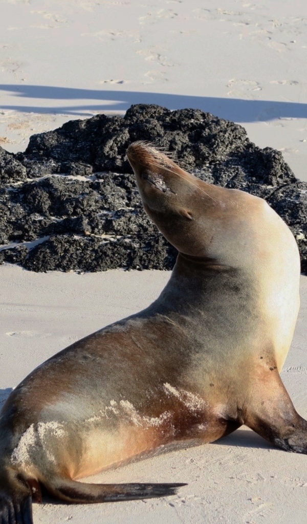 Морской котик греется на солнце на пляже