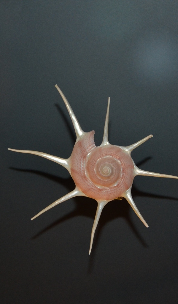 Красивая ракушка на сером фоне