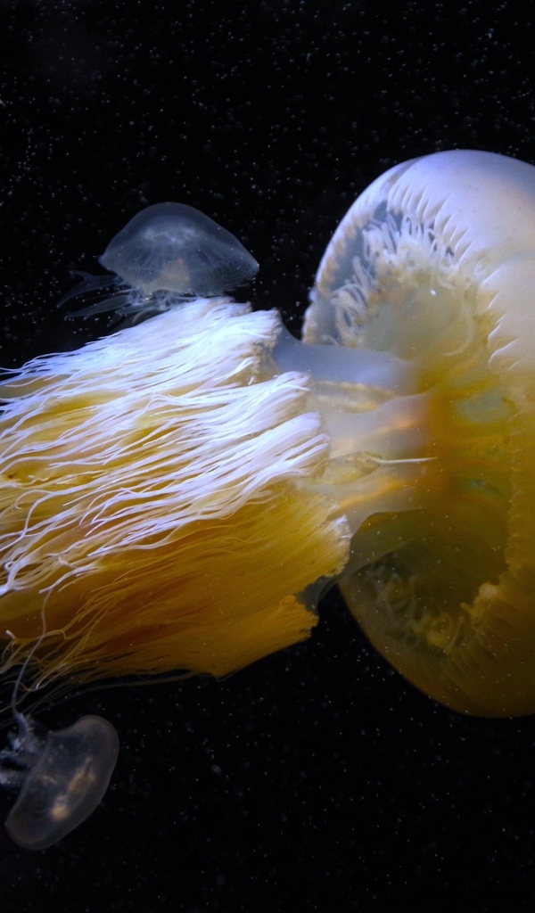Большая белая медуза под водой