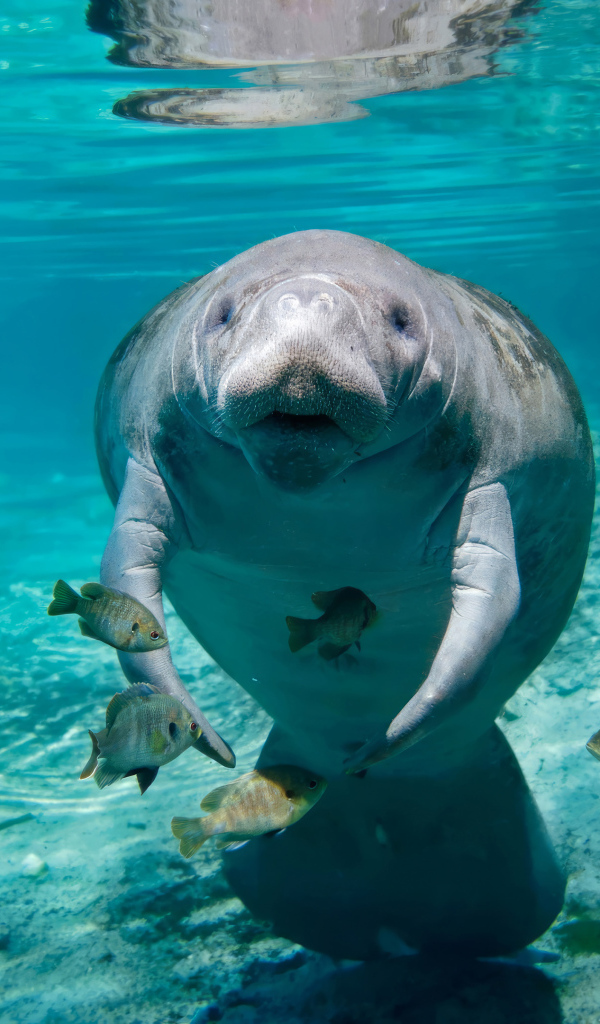 Ламантин с рыбами плавает под водой