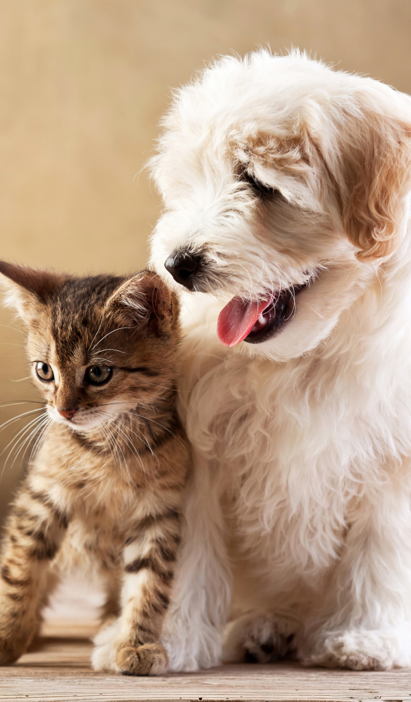 Маленький пушистый щенок с серым котенком