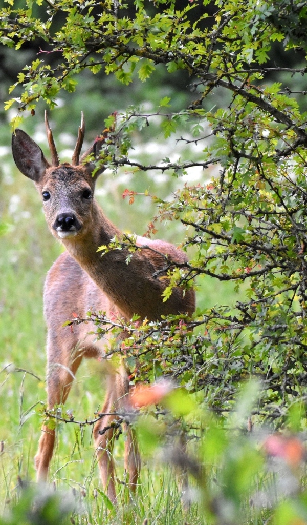 Косуля выглядывает из-за куста