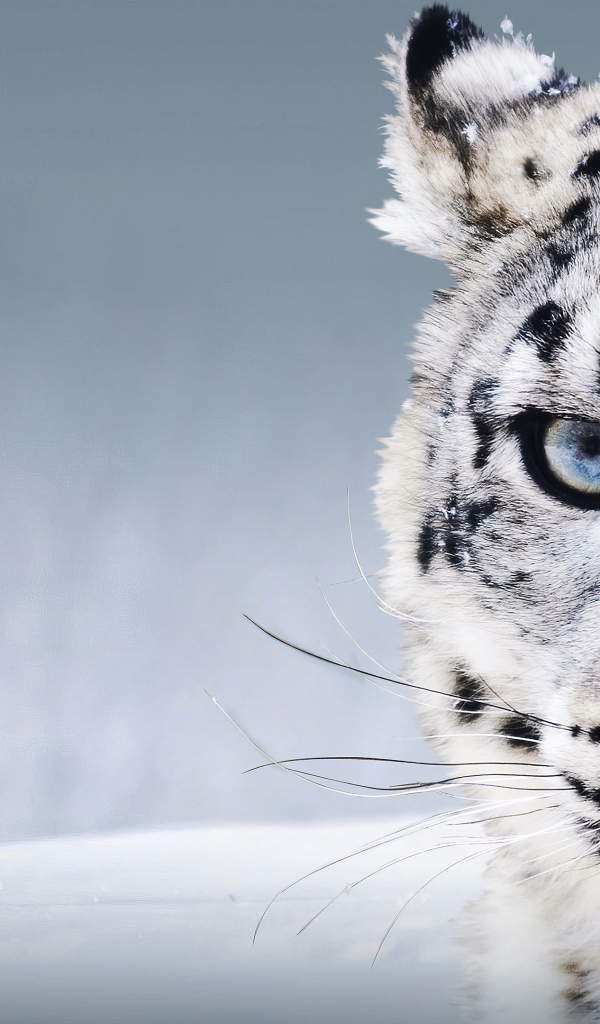 Большой голубоглазый снежный барс