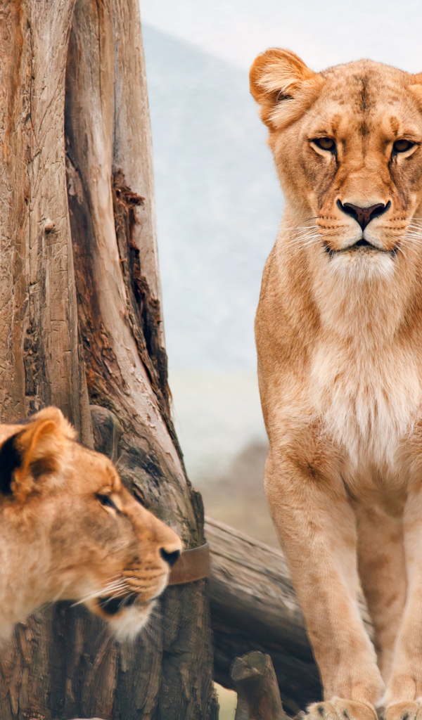 Две львицы стоят у дерева 