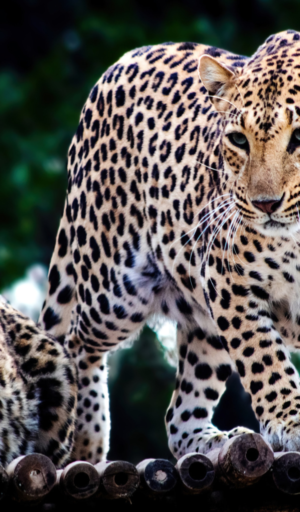 Два пятнистых ягуара в зоопарке