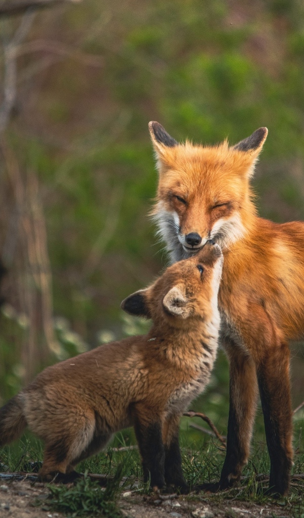 Рыжая мама лиса с лисенком