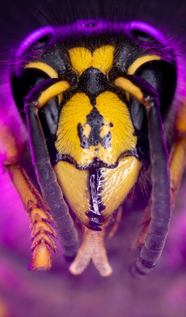 Голова пчелы макросъемка 