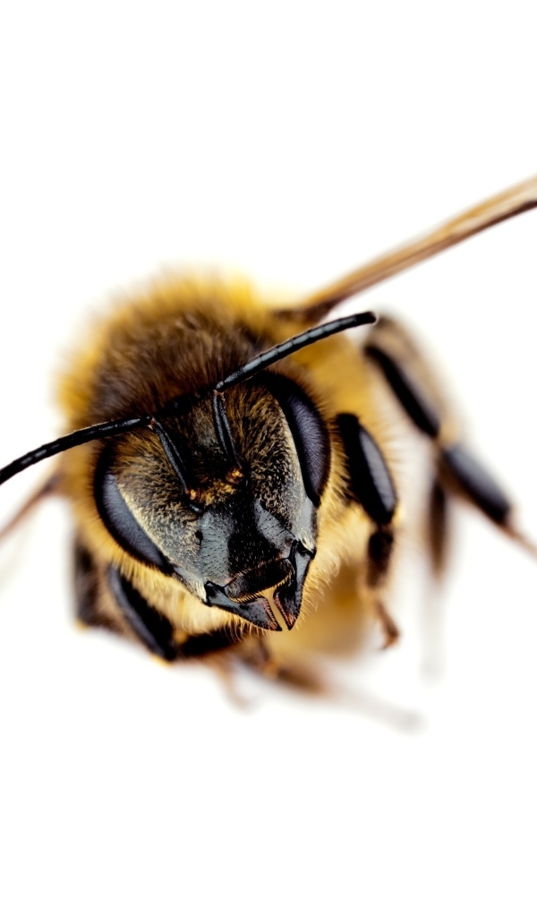 Пчела на белом фоне макросъемка