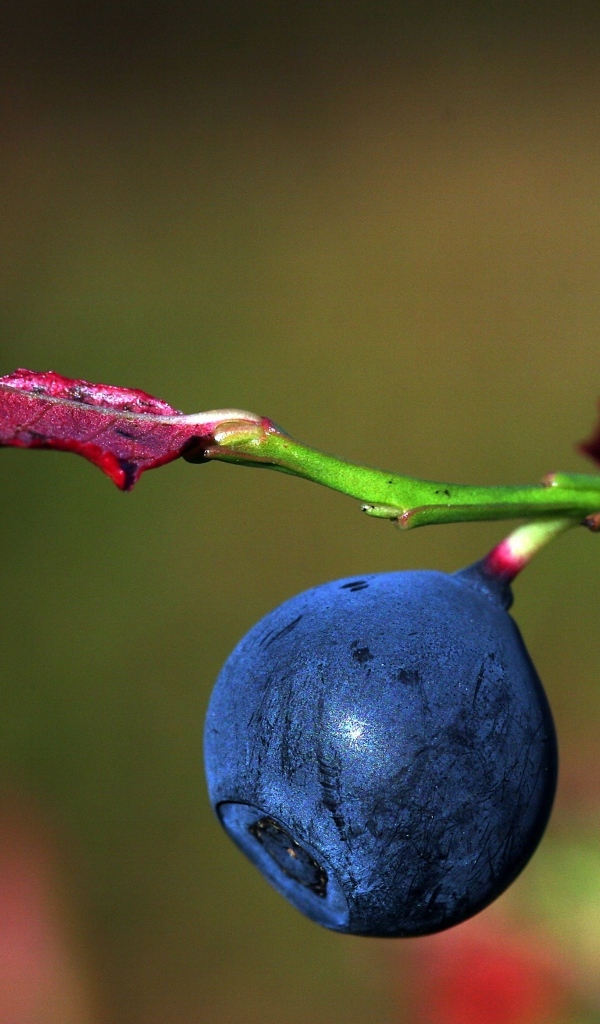 Ягода черники на ветке макросъемка