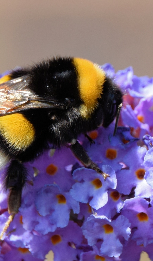 Маленький шмель на сиреневых цветах