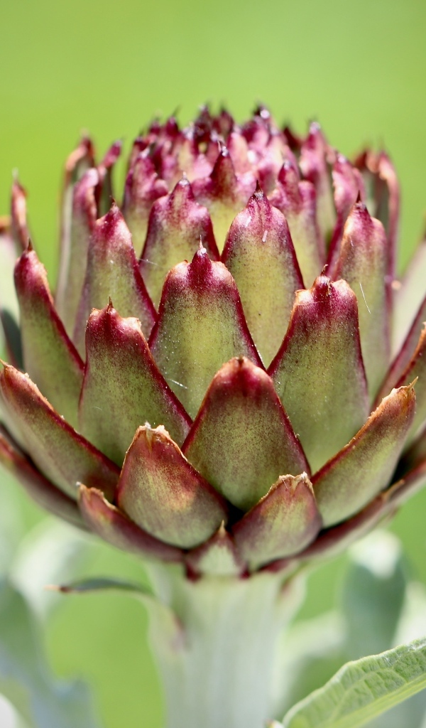 Растение артишок крупным планом