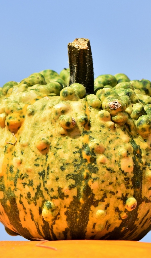 Большая тыква на фоне голубого неба