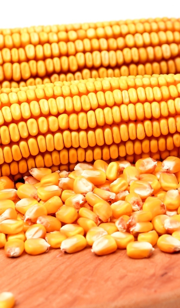 Початки кукурузы для попкорна на столе 