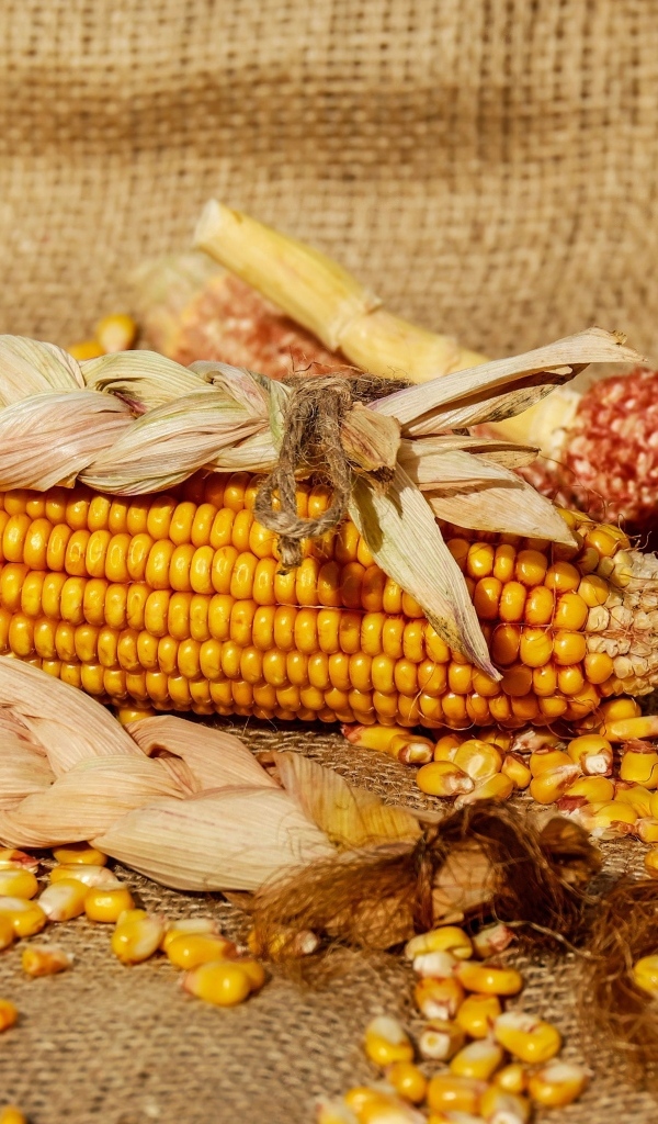Початки кукурузы с зернами 