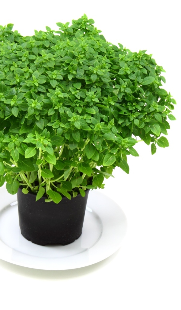 Ароматная зелень в горшке на столе