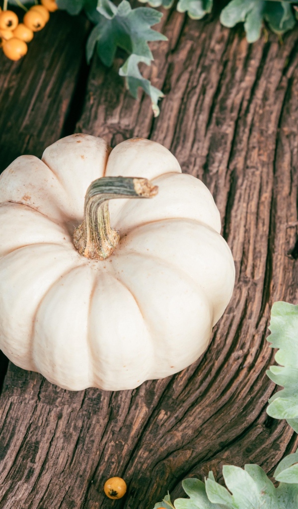 Тыква на столе с ягодами рябины