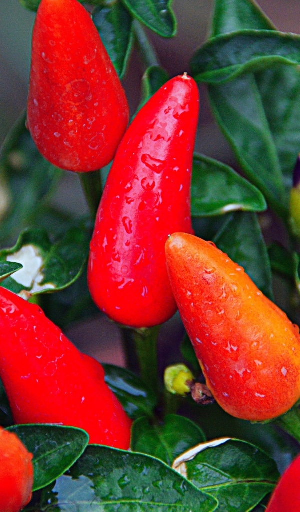 Мокрый красный перец крупным планом