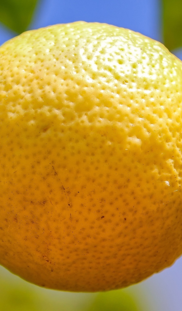 Большой желтый лимон висит на ветке