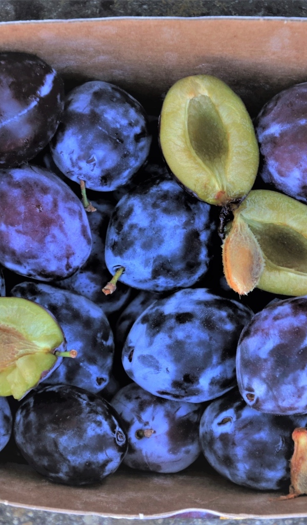 Синие сливы в коробке 