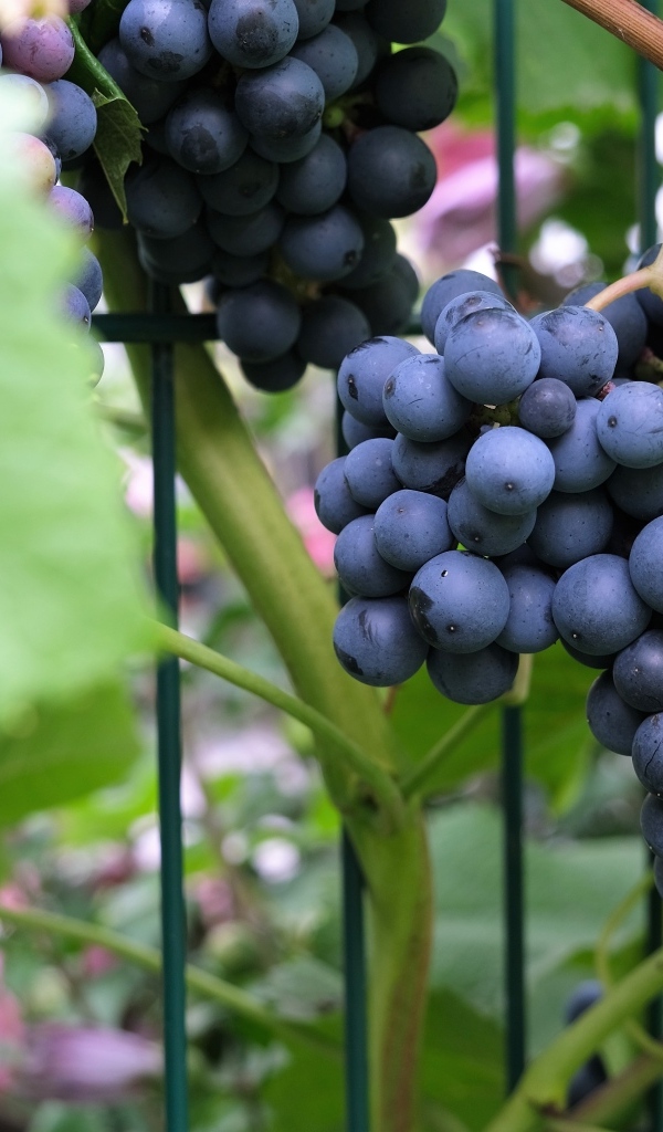 Гроздь синего вкусного винограда крупным планом