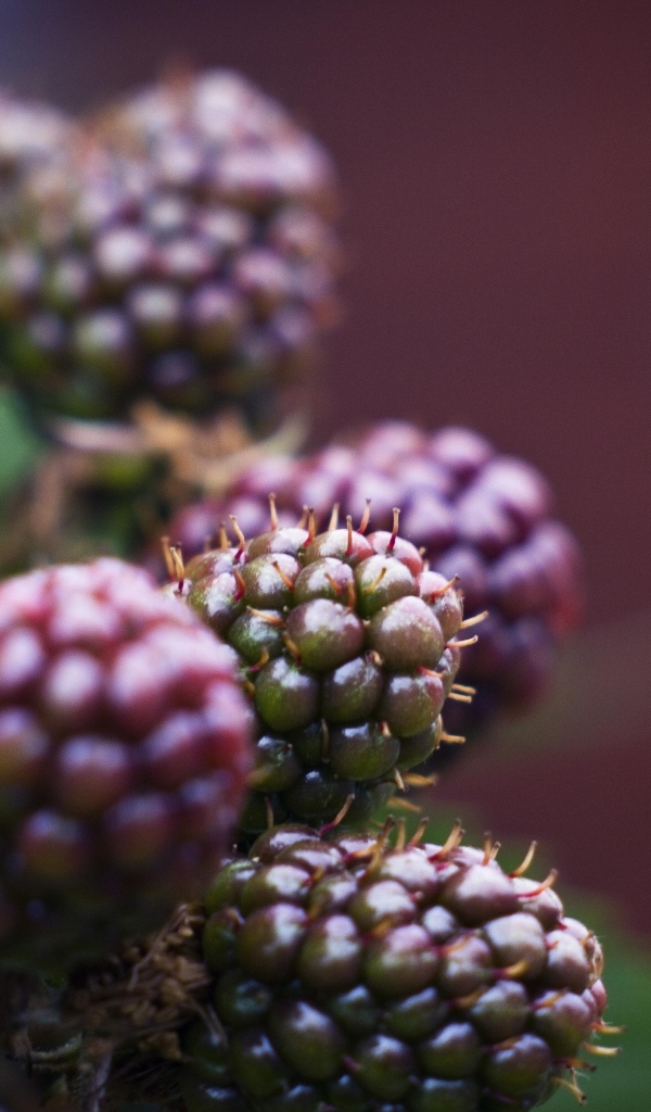 Зеленая ежевика на ветках 