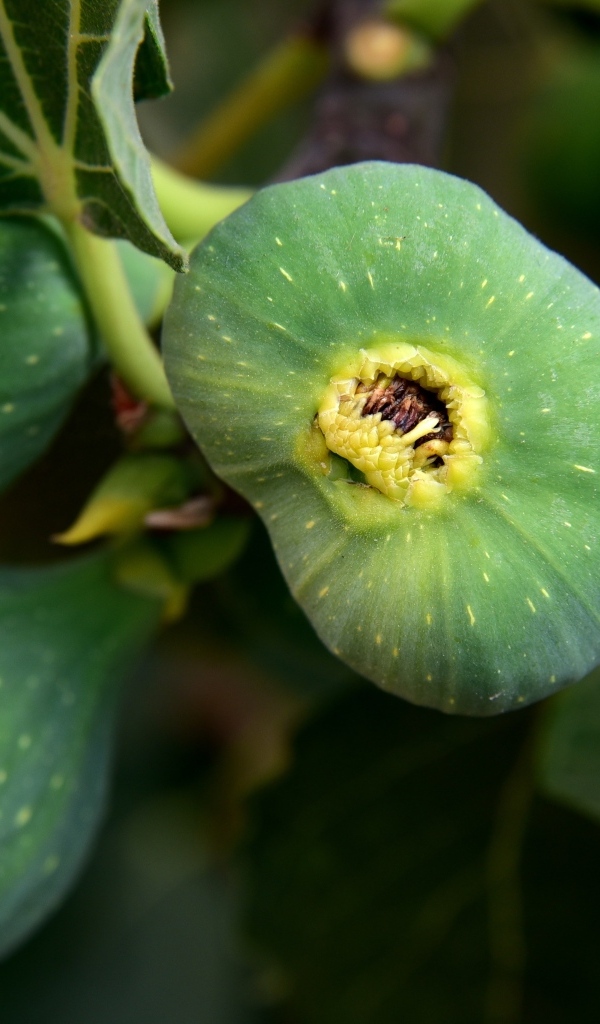 Зеленый инжир на ветке крупным планом