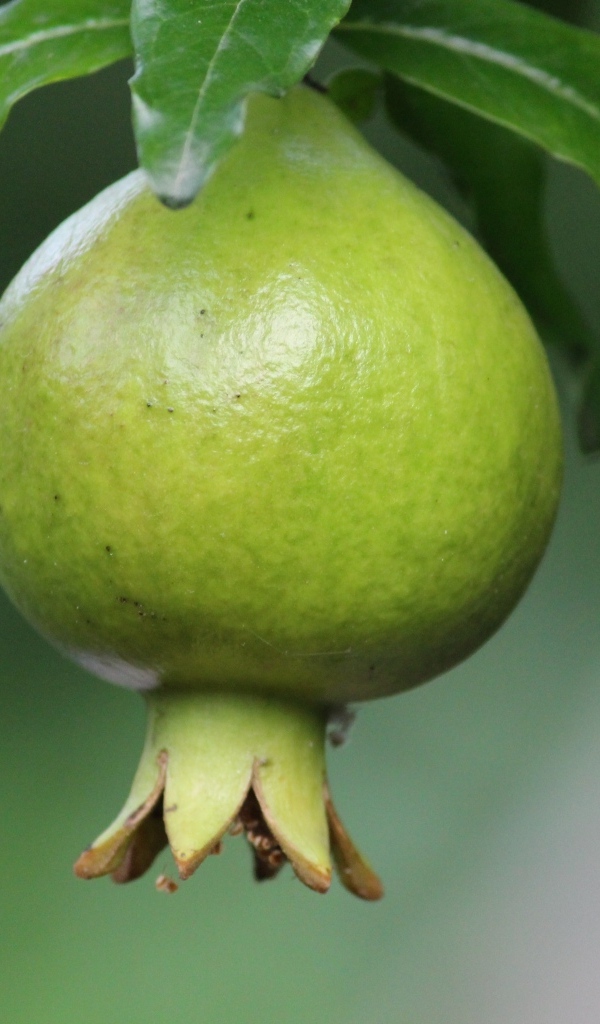 Зеленый плод граната на ветке