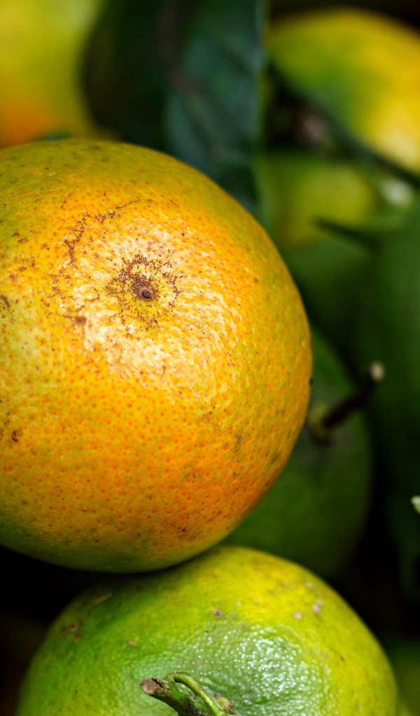 Зеленые мандарины с листьями крупным планом