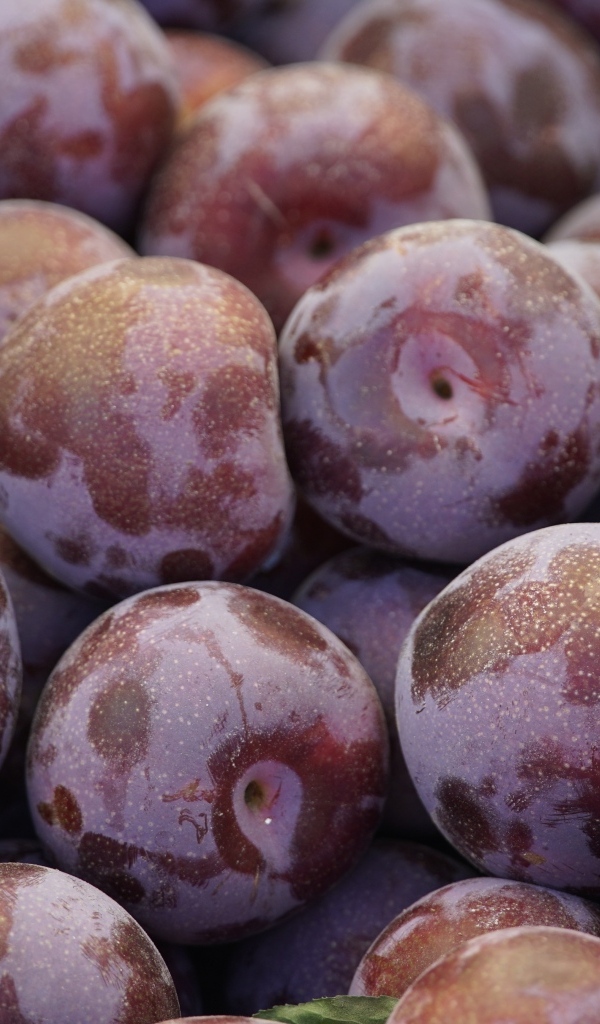 Много розовых слив крупным планом