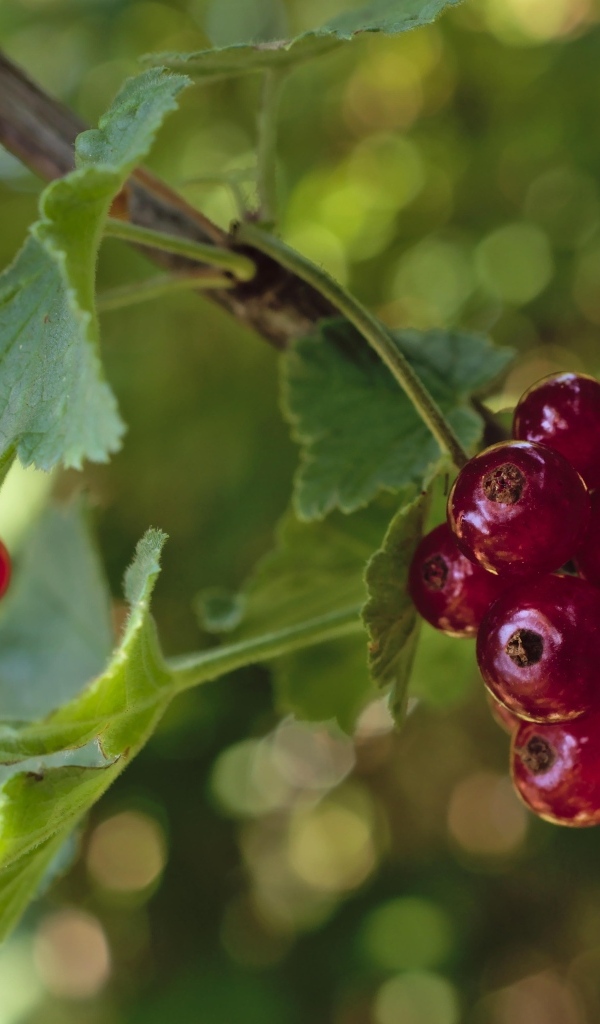 Красная смородина на веточках крупным планом