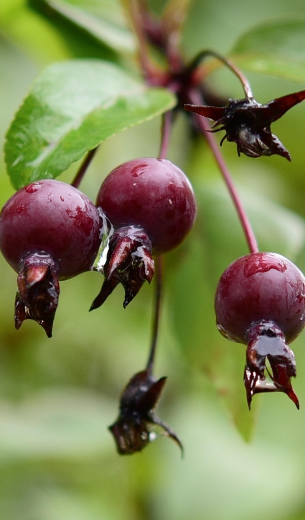 Красные мокрые ягоды на ветке  летом