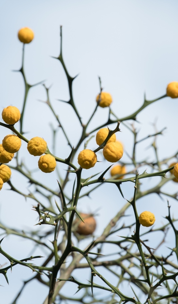 Желтые лимоны на ветках дерева на фоне неба