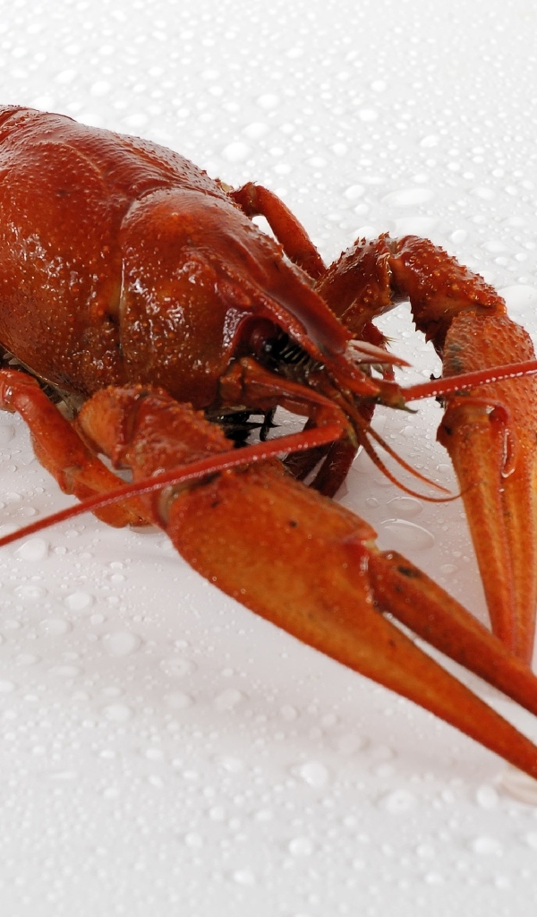 Красный вареный рак на мокрой белой поверхности