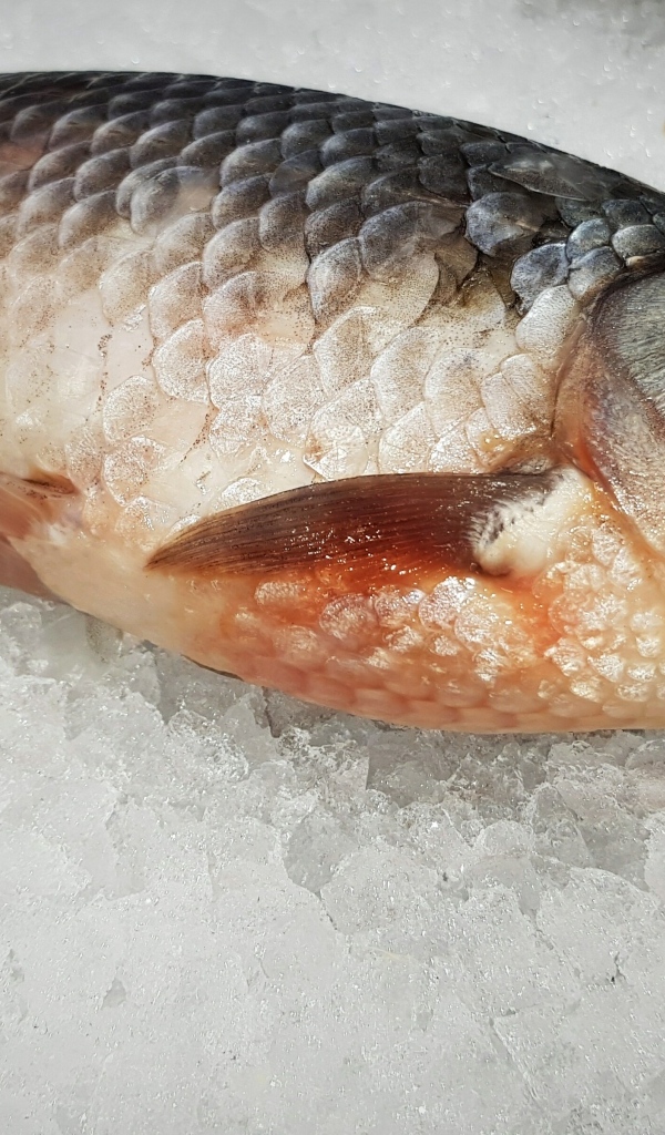 Карась лежит на мелком льду