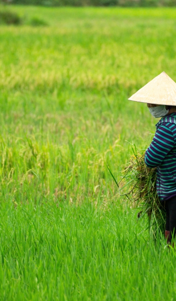 Женщина фермер с зелеными растениями в руках