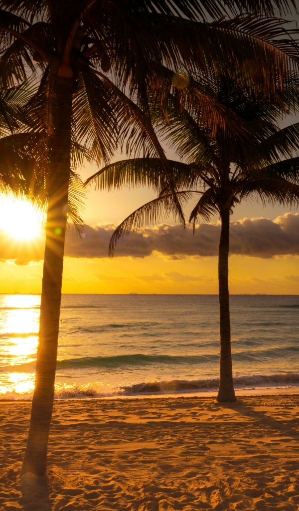 Пальмы на песке у океана на тропическом пляже