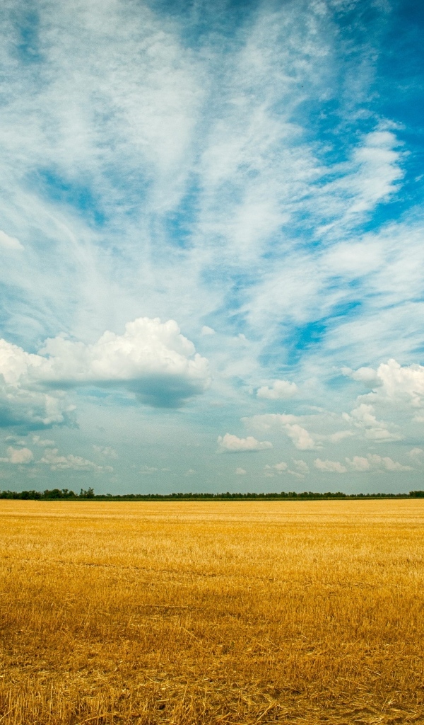 Красивые облака над полем пшеницы