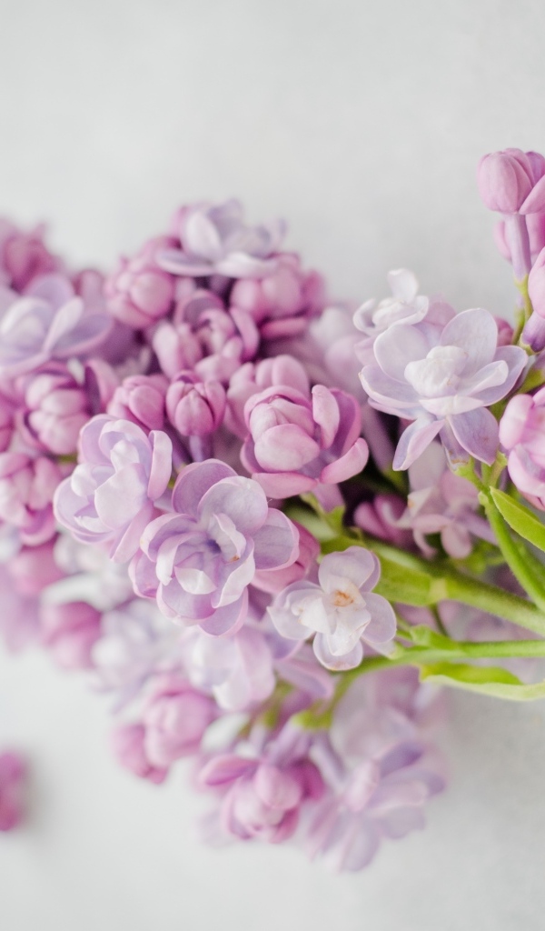 Ветка розовых цветов сирени на сером столе