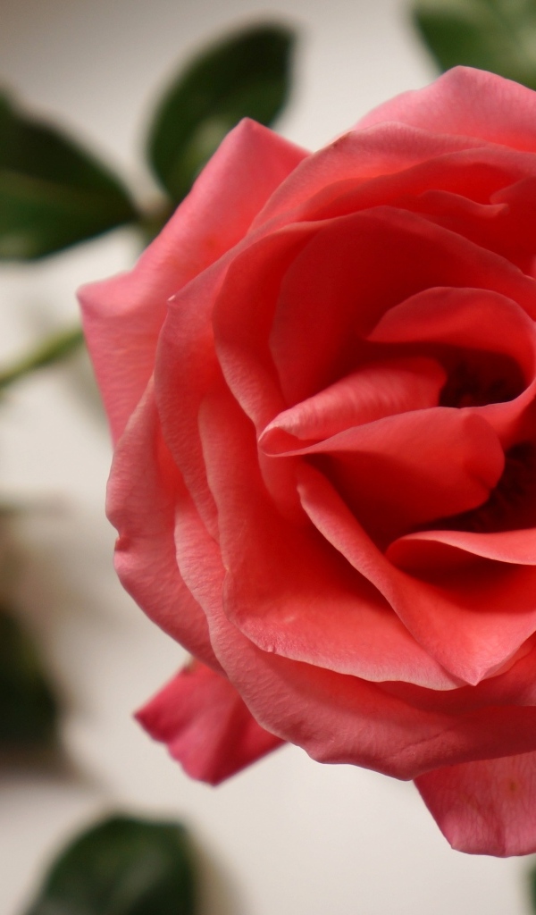 Настоящая роза кремового цвета