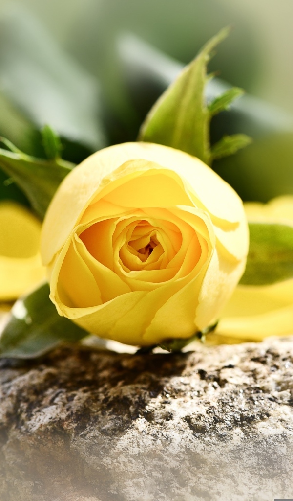 Желтая роза лежит на камне