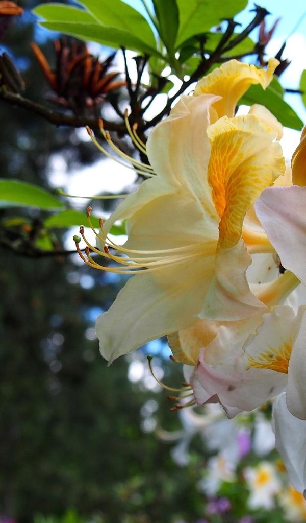 Красивые цветы азалии на ветках