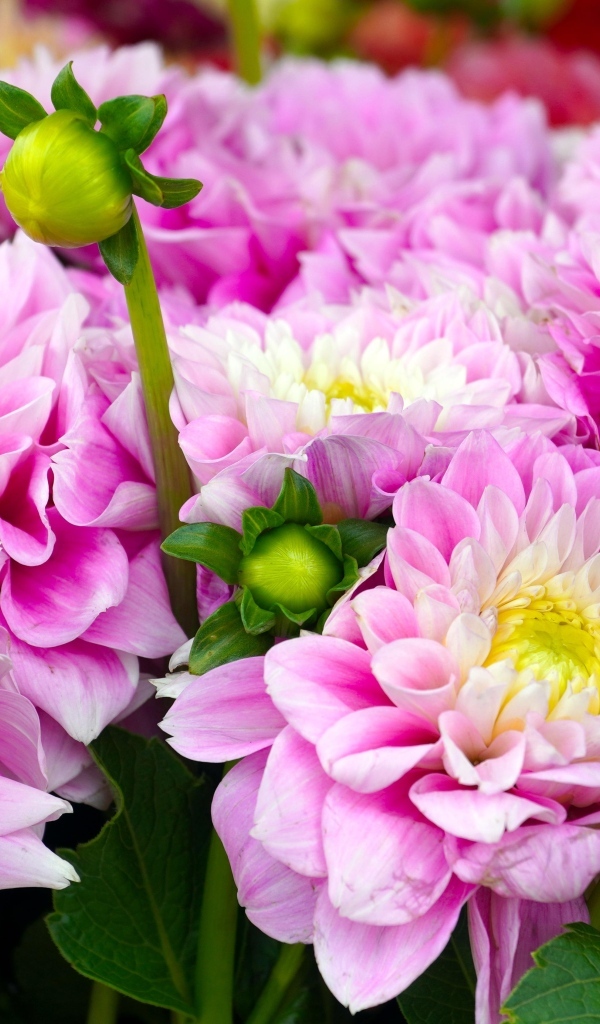 Красивый букет нежных розовых георгин