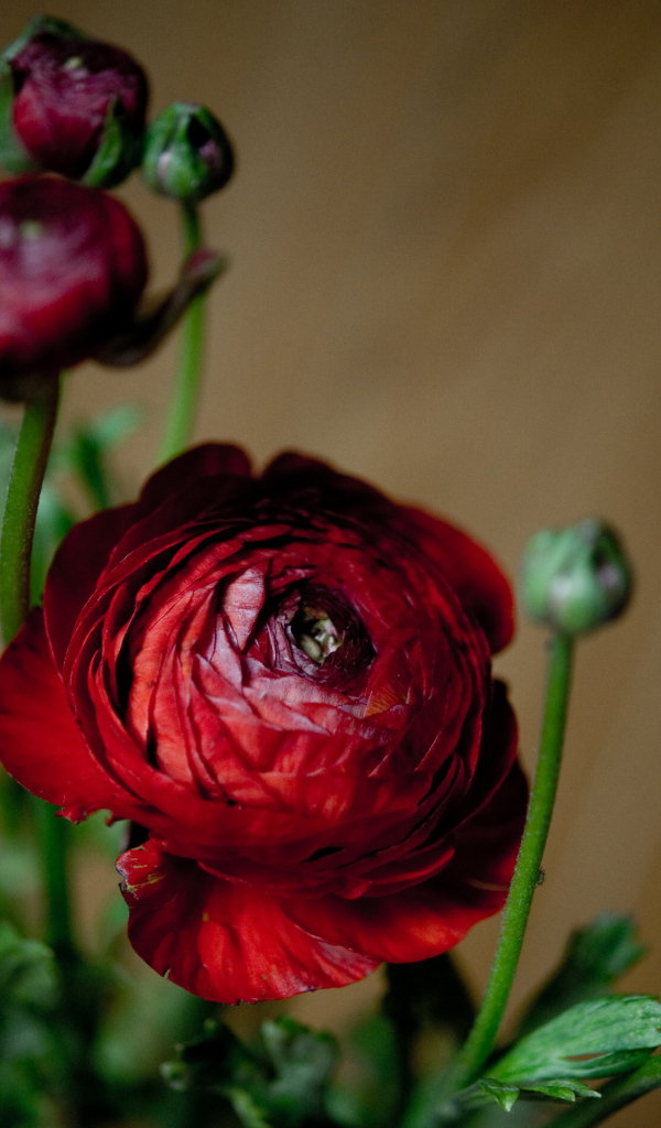 Красивые бордовые лютики с бутонами