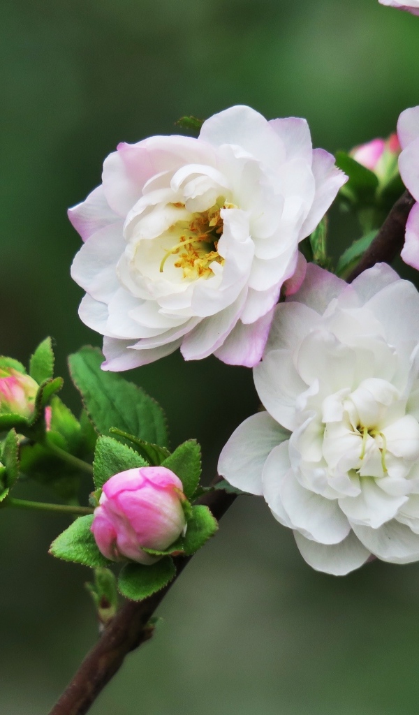 Красивые цветы распускаются на ветке дерева весной