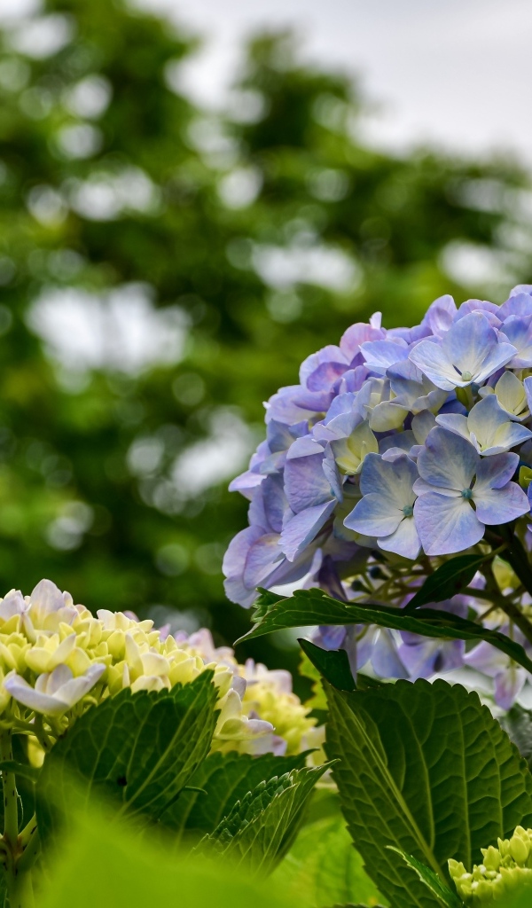 Красивые цветы гортензии распускаются на клумбе