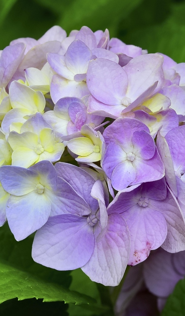 Красивый сиреневый цветок гортензии 